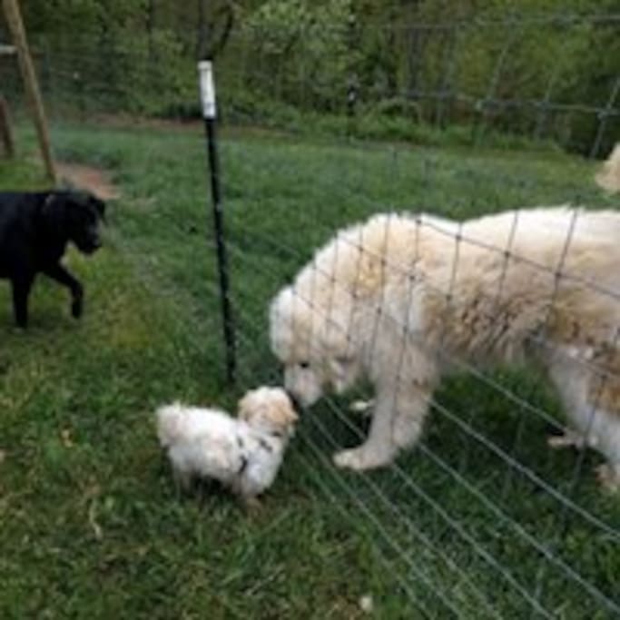 Murphy meets hiker dog