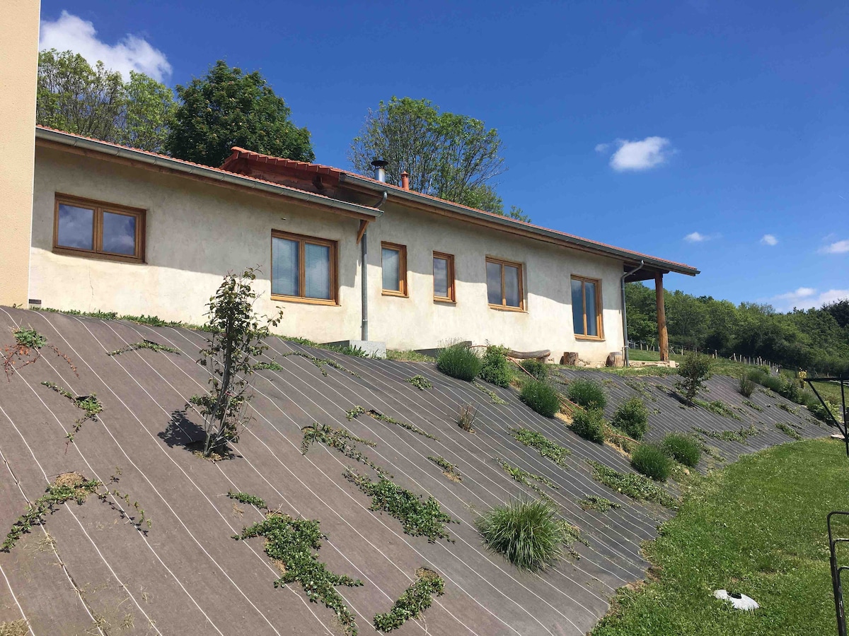 A single-story house is set against a backdrop of greenery, featuring large windows that allow natural light to fill the interior. The building is complemented by a sloping garden adorned with various plants and shrubs, suggesting a connection to the surrounding nature.