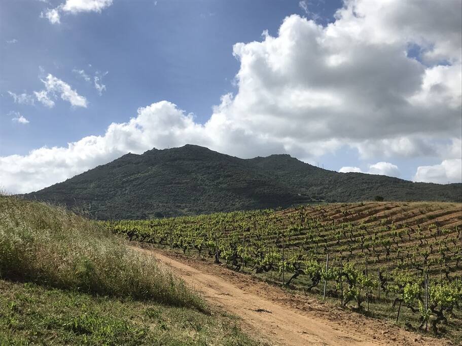 Vignes et montagnes