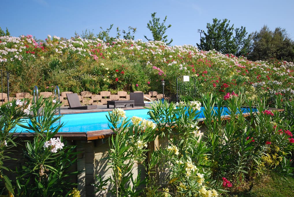 The pool is surronded by colorful flowers in the summer season