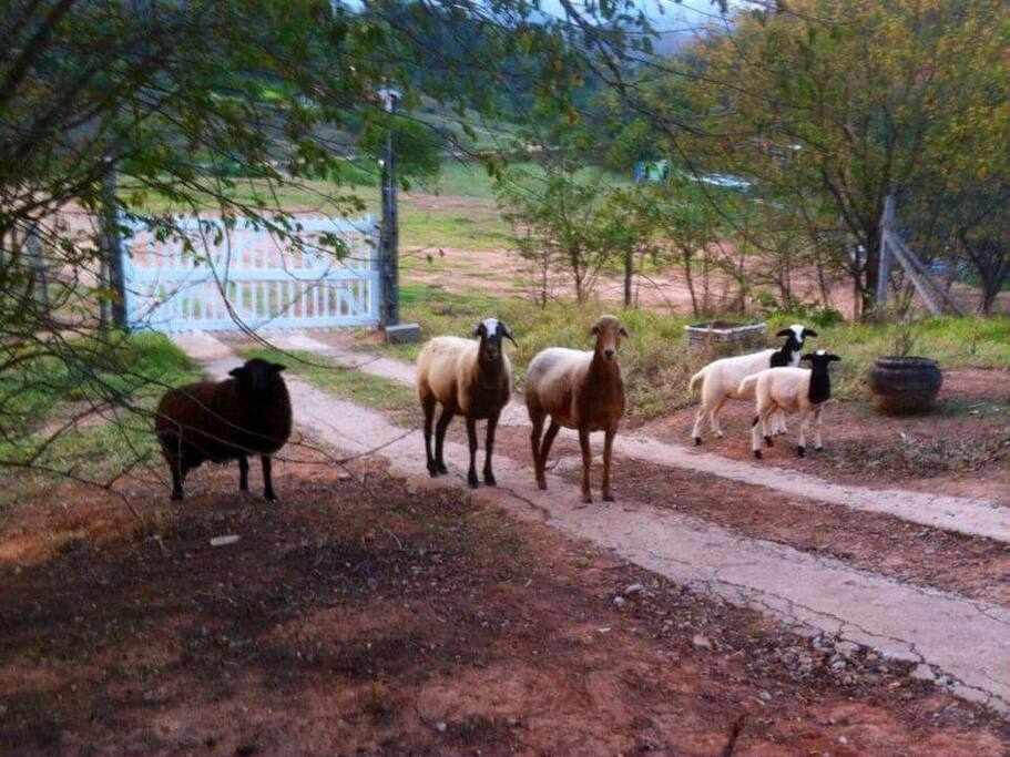 Porteira de entrada da casa