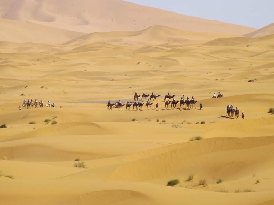 Camel tours around sahara