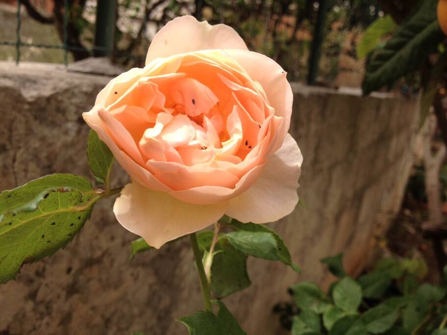 giardino