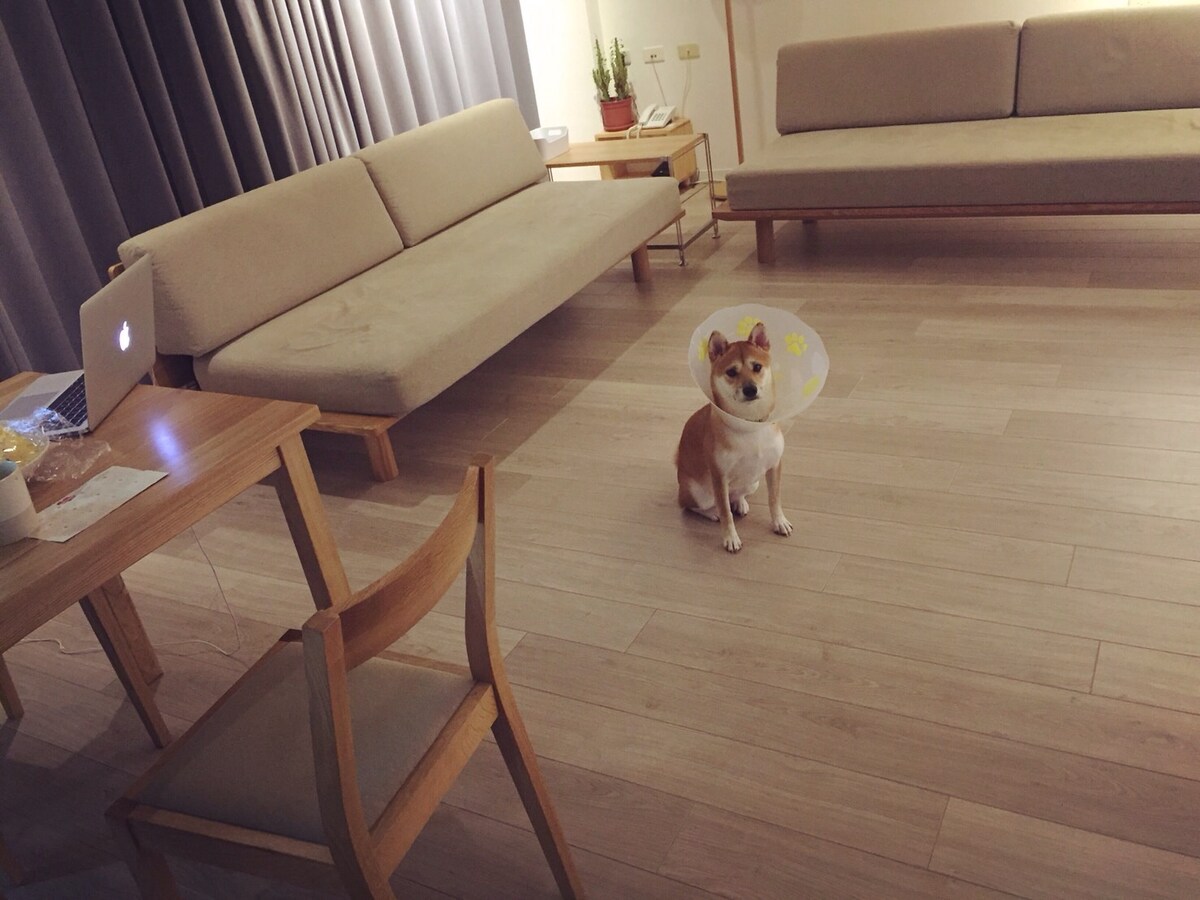 An open living area is featured, with two light-colored sofas and a wooden dining table accompanied by a chair. A small dog wearing a cone sits on the smooth wooden floor, while natural light filters through the grey curtains, creating a calming ambiance.