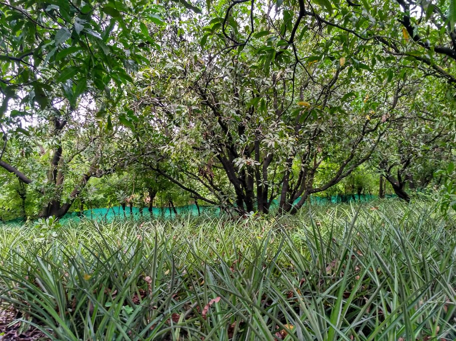 Mango and Pineapple Farm