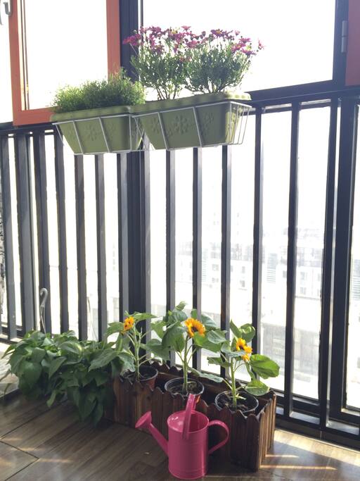 阳台花草芬芳