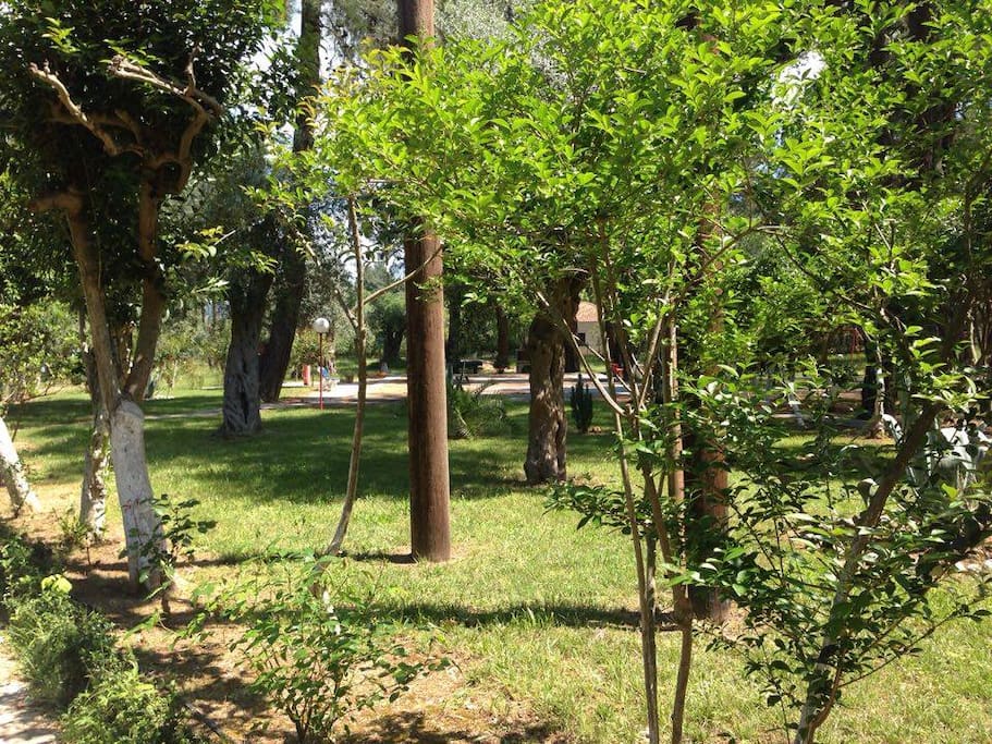 The Garden