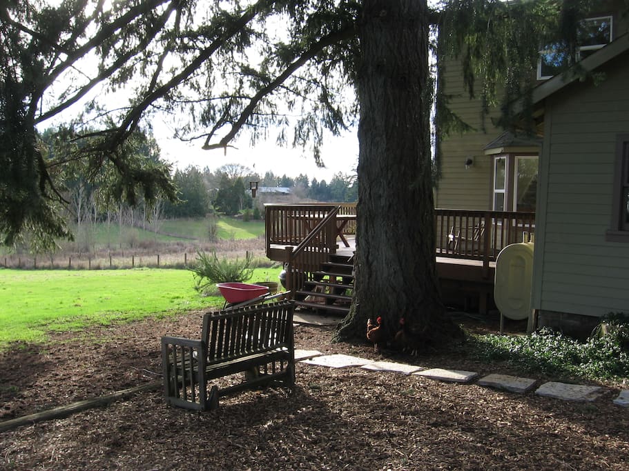 Guests walk along a stone path by a big fir tree up onto a sunny deck...