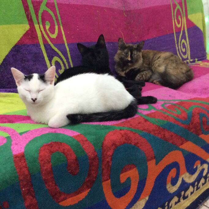 Bebês da casa