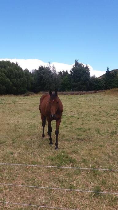 The lovely horse