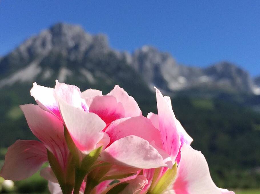 Am Fuße des Wilden Kaisers! Bergdoktordorf