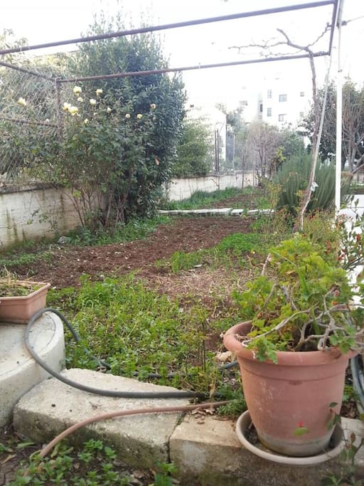 garden