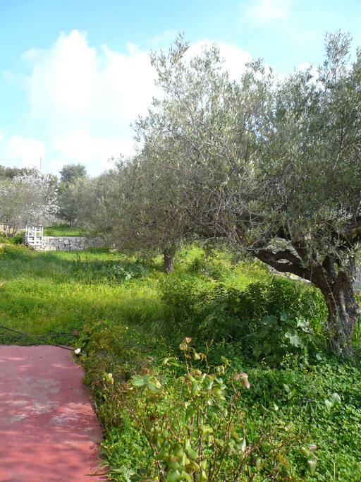garden