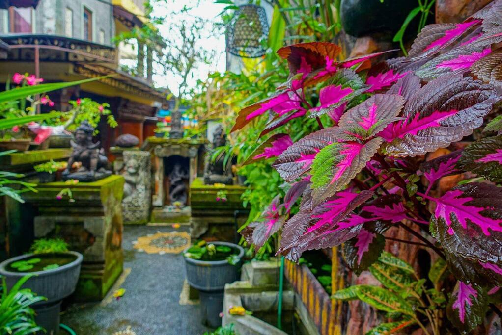 Bali Room For Rent Ubud Bali Room For Rent Ubud