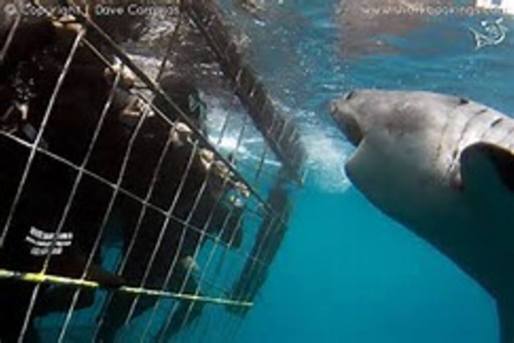 Shark diving