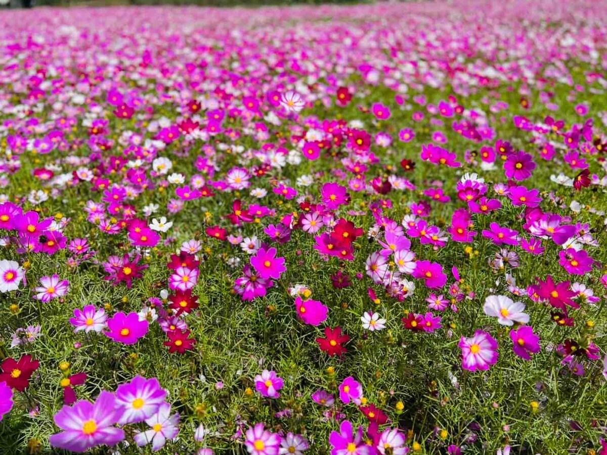 A vibrant field is filled with a variety of blooming flowers in shades of pink, purple, and white. The natural landscape creates a lively atmosphere, with flowers dotting the lush green grass, inviting a sense of tranquility and connection to nature.