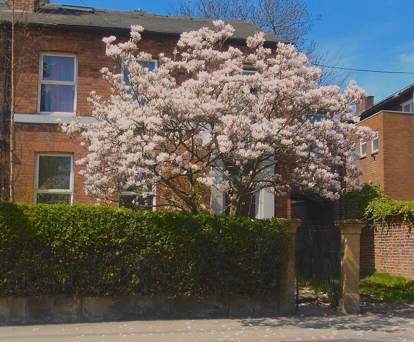 Front of House in Spring