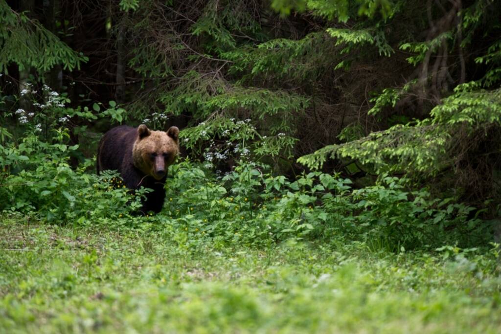 Brown Bear coming out