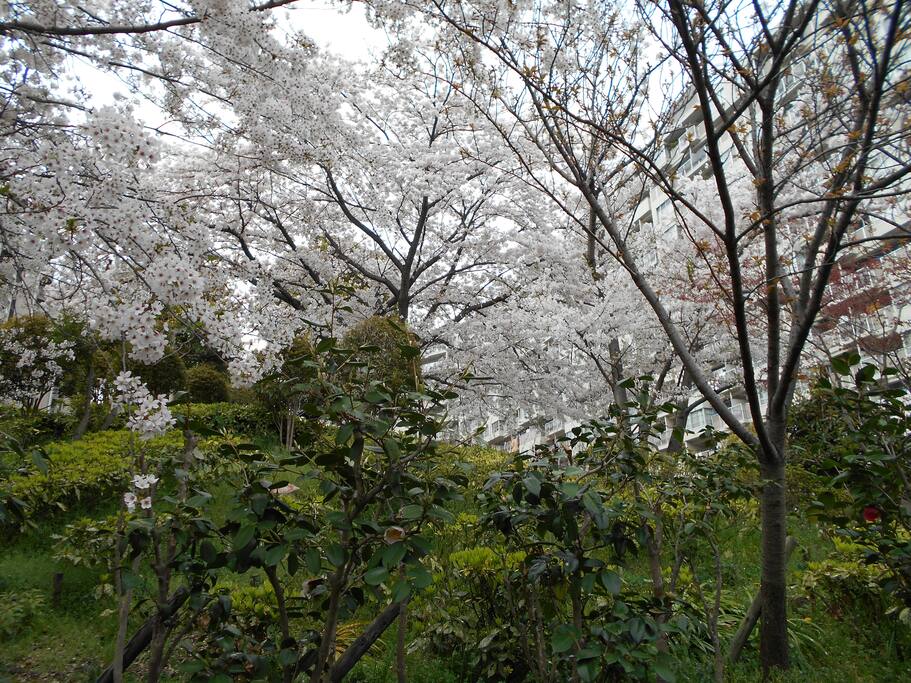 周囲の桜