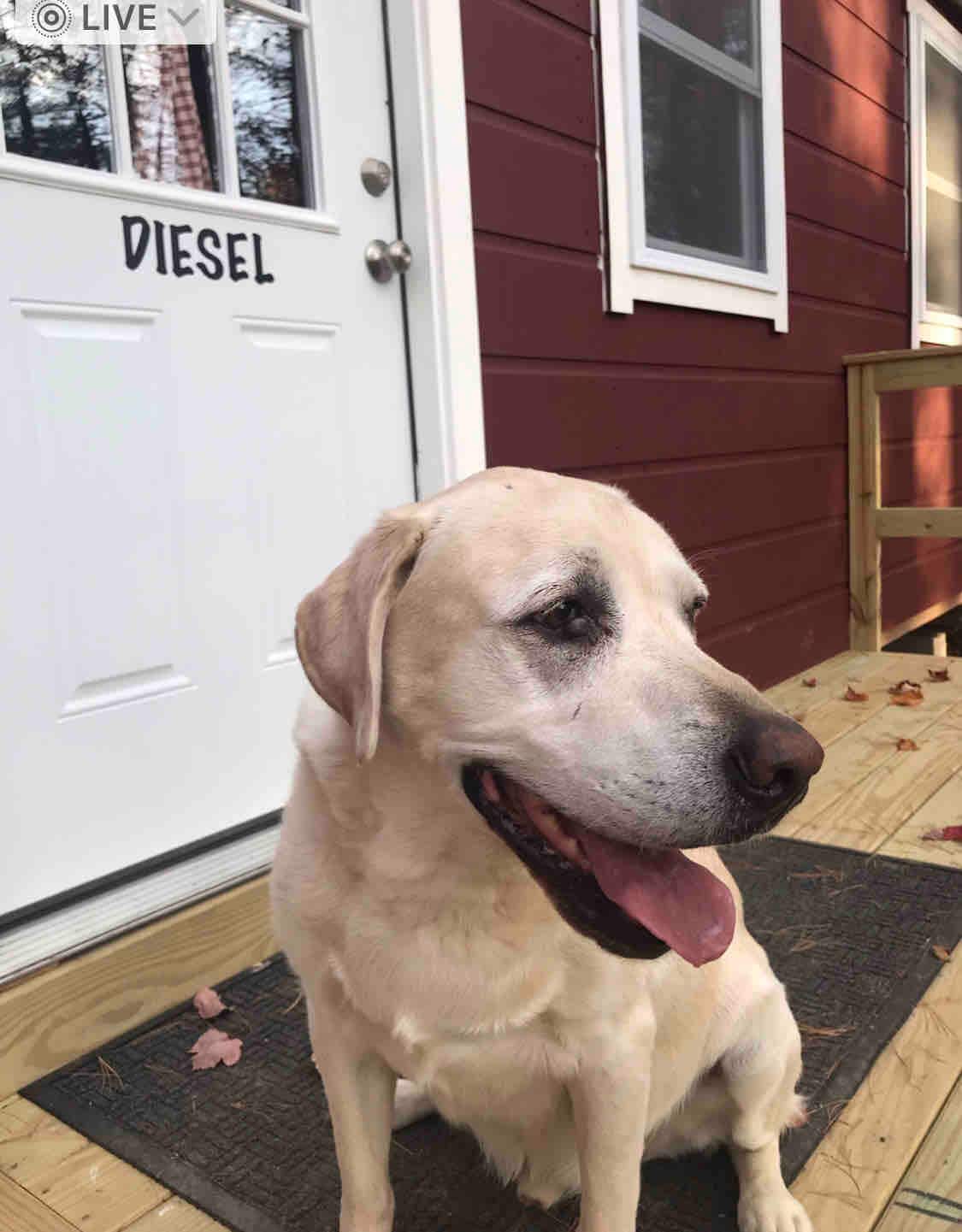 A friendly yellow Labrador Retriever sits calmly on a welcome mat in front of a cottage door. The door displays the name 'DIESEL', while the exterior features warm red siding and white trim, framed by a wooden porch with scattered leaves.