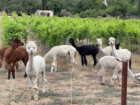 House of 50m2 on a flowered and closed garden.