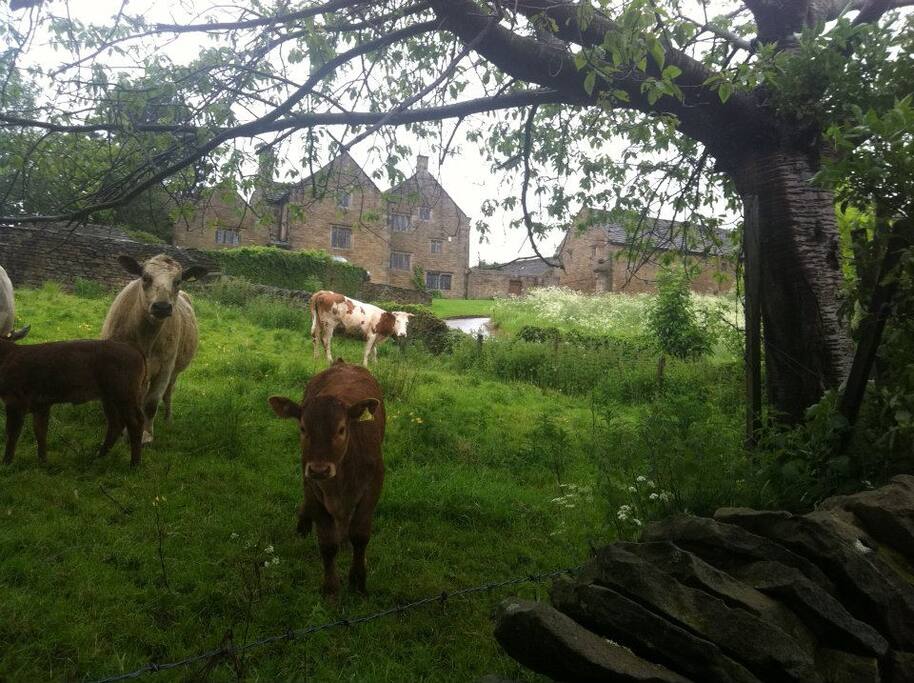 Johnnygate Grange, Barlow Woodseats Hall. Houses for Rent in