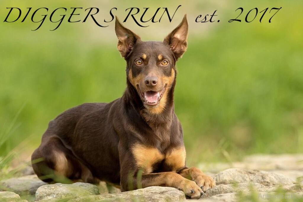 Diggers Run mascot