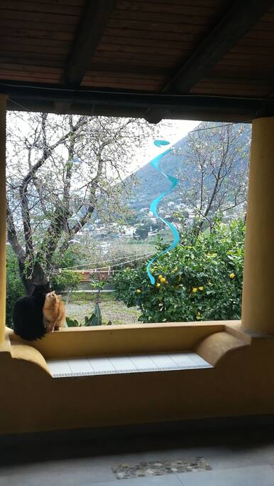 gatti in terrazza
