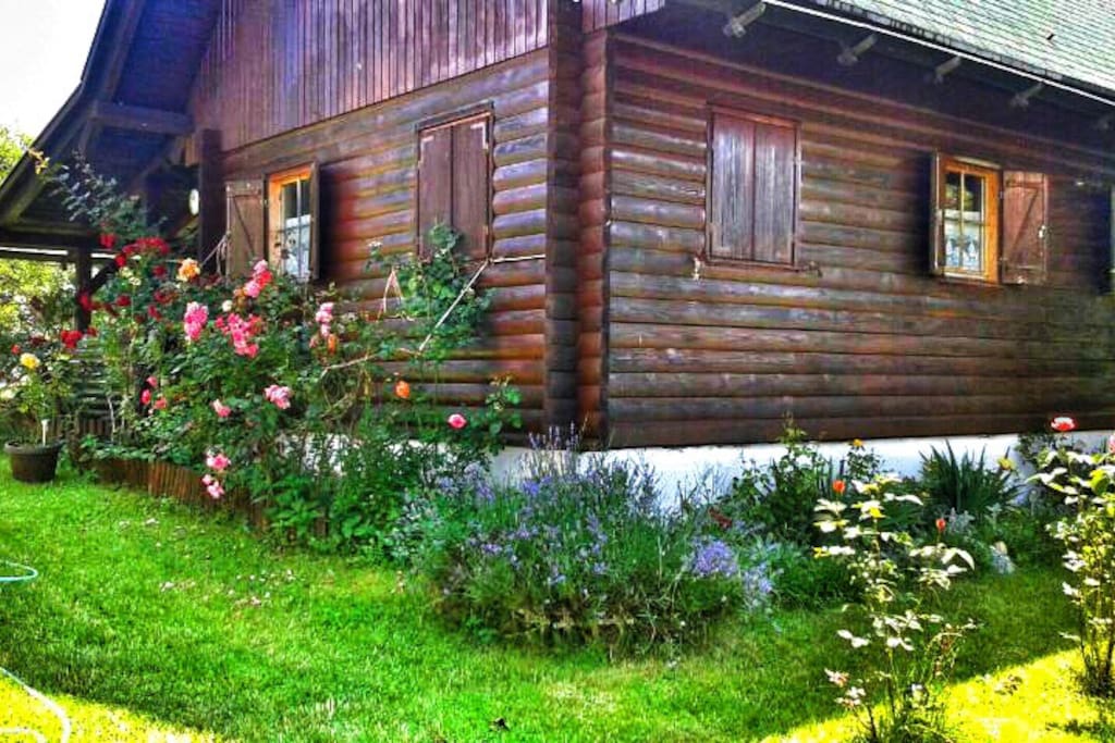 Back yard garden in spring time and summer