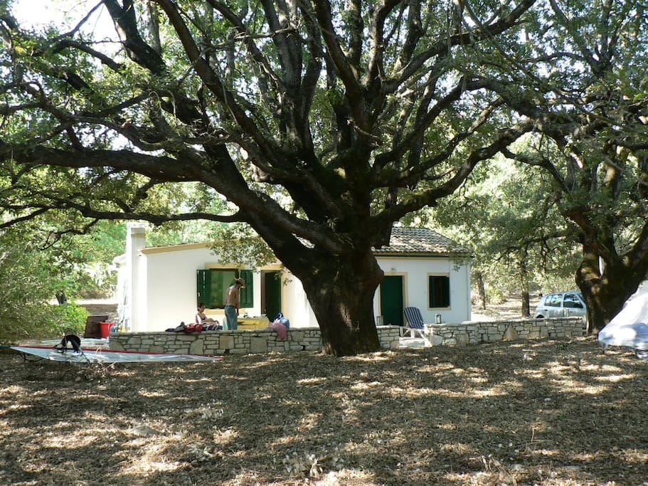 The house and its century oaks