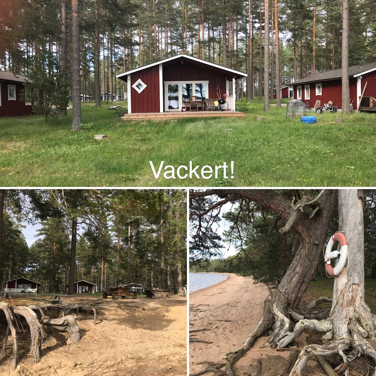 A red wooden cabin is set among tall trees, with a spacious deck visible in front. Grass and sandy areas surround the cabin, leading towards a beach area. Other cabins are seen in the background, adding to the serene outdoor environment.