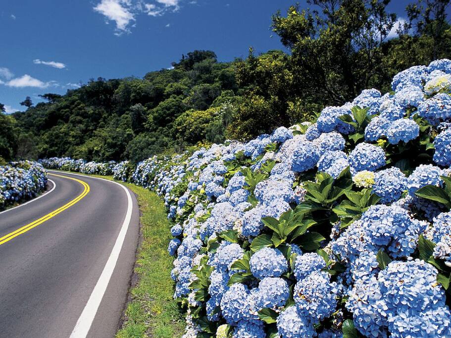 NA PRIMAVERA O CAMINHO QUE LEVA AO APARTAMENTO É ÚNICO.