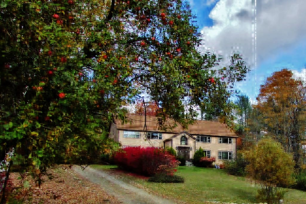 Apple trees in yard
