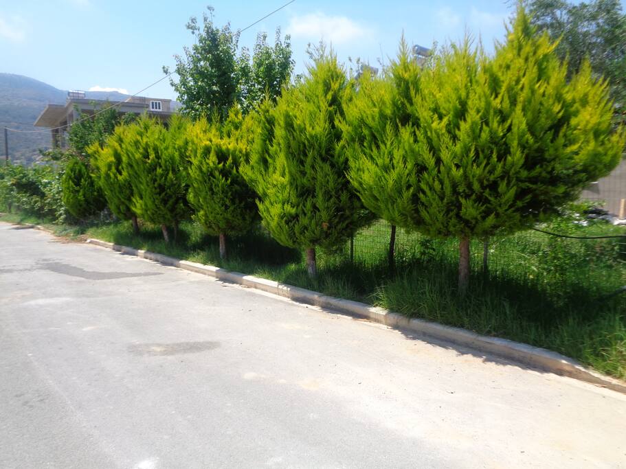 Street