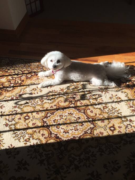 Addie, The Boss! Loves belly rubs and food. If it smells like food she's checking it out!
10# of Bichon love and joy!