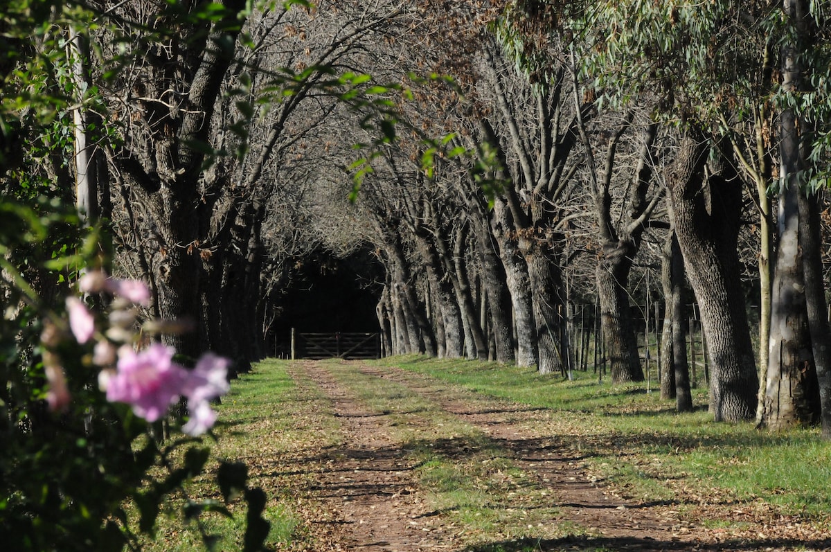 A gravel pathway leads through a lush, tree-lined avenue. Sturdy trees create a natural canopy, while the ground is adorned with fallen leaves. Delicate pink flowers are visible in the foreground, adding a touch of color to the serene landscape.