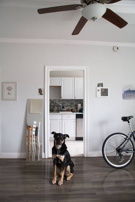 The dog will not be there, only if you really want him