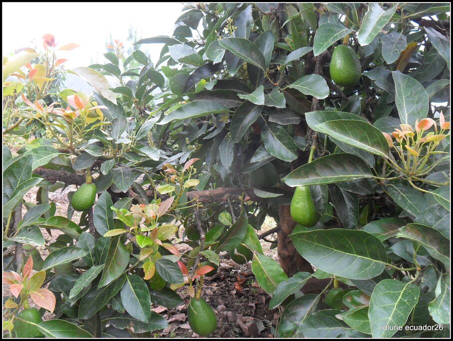 Like avocados?