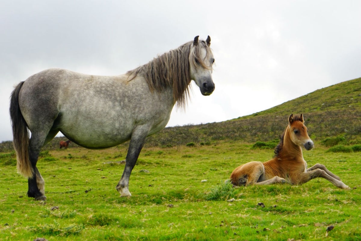 A grey horse stands prominently on a grassy hillside, its flowing mane catching the breeze. Nearby, a young foal is lying down, relaxed on the verdant ground. Rolling hills are visible in the background, under a softly cloudy sky.