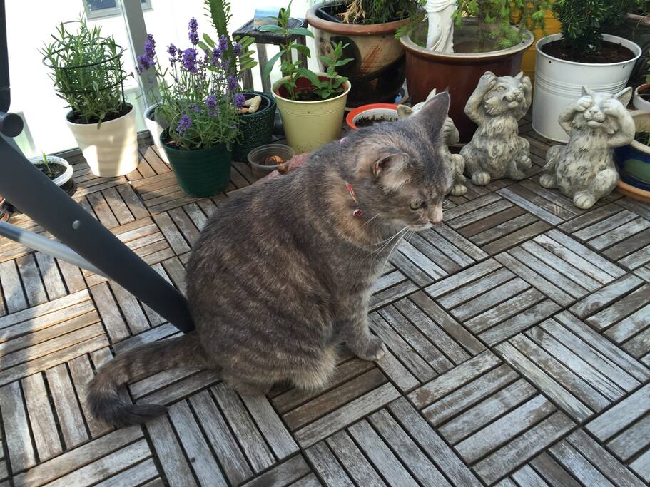 Maya, are business cat, she is actually renting HER room, I am just running the accounting