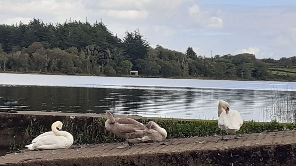 Two swans and a young cygnet are positioned along a stone pathway by a calm body of water. The trees line the opposite shore, creating a serene natural backdrop. The water reflects the soft blue sky and distant greenery.
