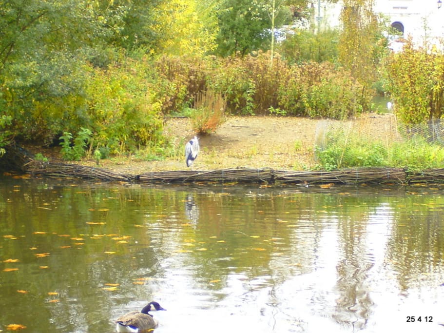Barnes Village Pond