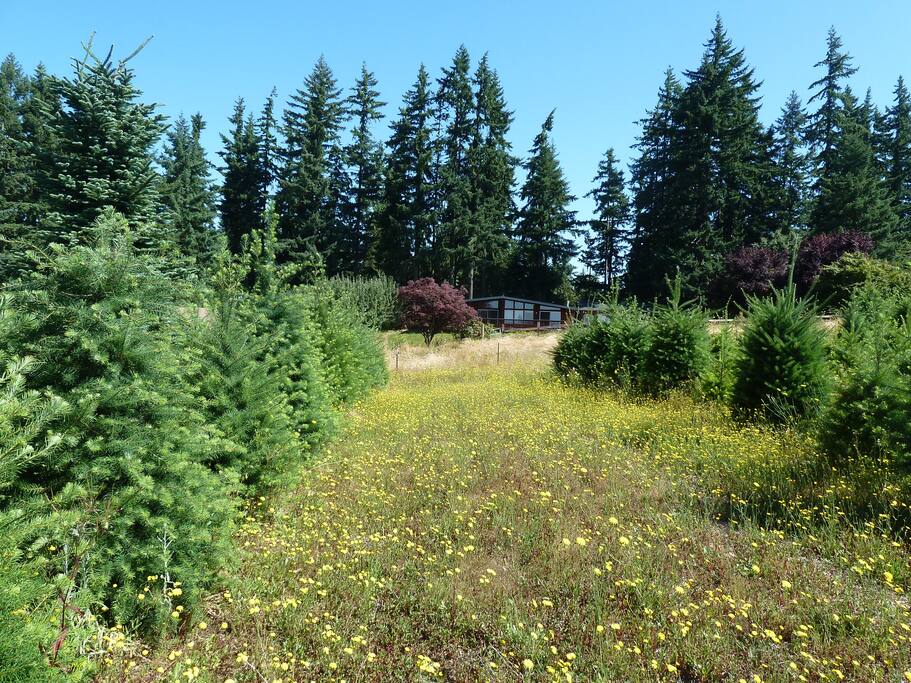 Pinecone Lodge, our dream home and Xmas tree farm.