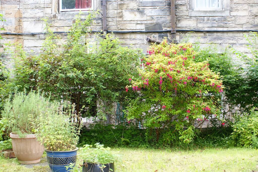 All windows face onto the shared garden, screened by rose, jasmine and fuchsia