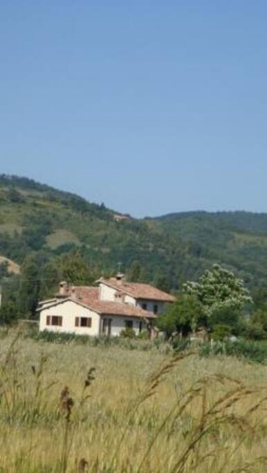 Con il grano