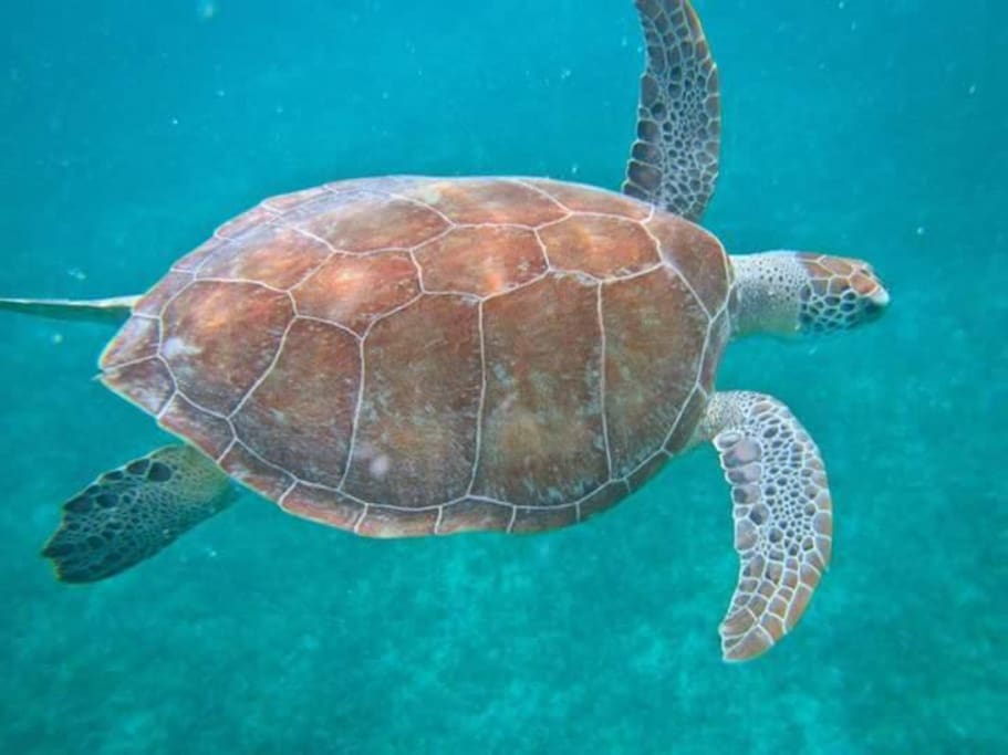 Snorkeling with the Turtles