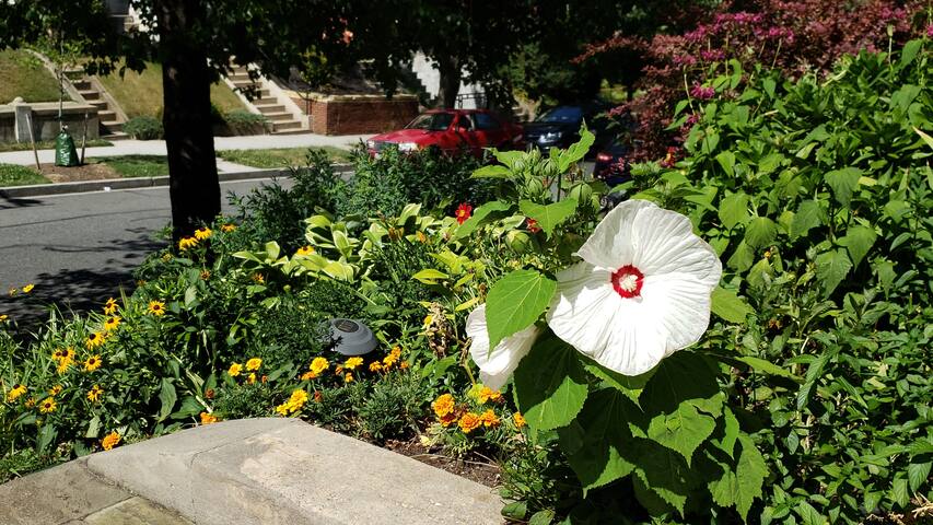 Central spot in the heart of DC  (3)