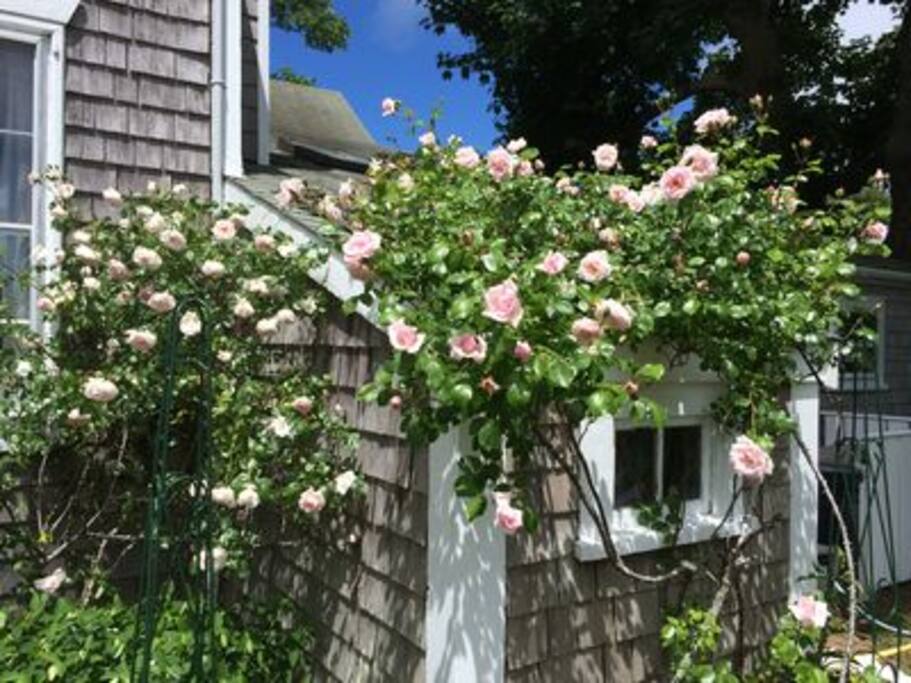 The toolshed covered in summer blossoms