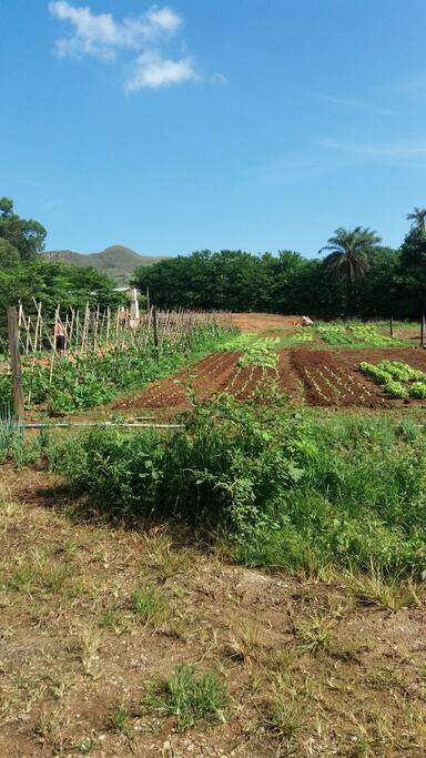 Horta