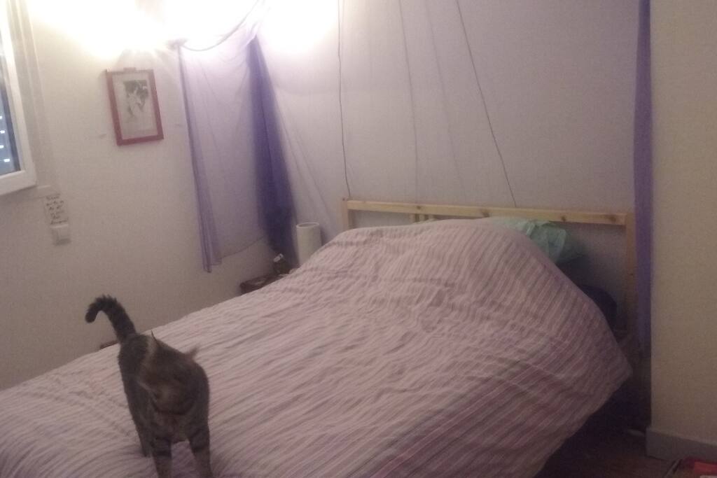 Le chat n'y sera pas !